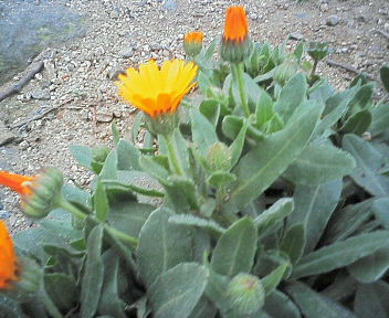 07030505.jpg