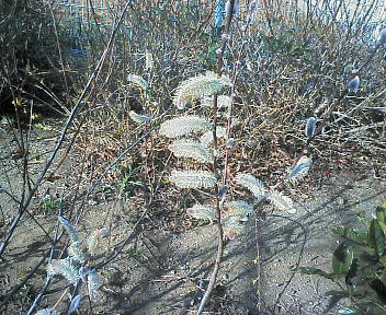 07031204.jpg