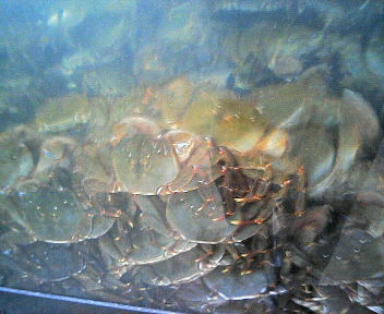 071017 009.jpg