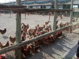 P1010028.jpg