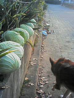 200612210818000.jpg